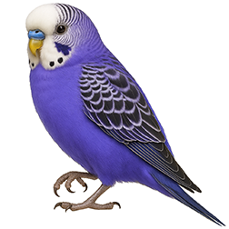 Violet Budgie